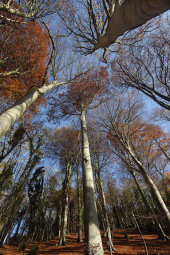 Beech wood, Rack Hill