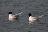 Mediterranean gulls