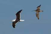 Curlew mobbing Lesser black-backed gull