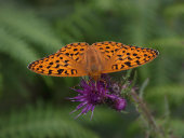 High brown fritillary