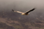 White-tailed sea eagle