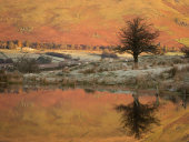 Lone tree, Tewet Tarn