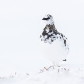 Ptarmigan