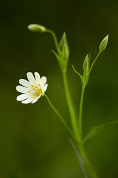 Greater stitchwort