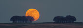 Full Moon rising behind beech clump