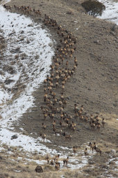 Elk