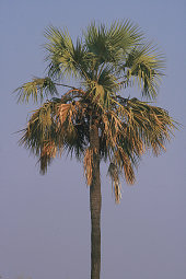 La-la palm