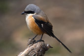 Long-tailed shrike
