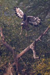 Crested serpent eagle