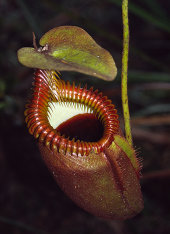 Villose pitcher plant