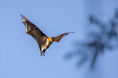 Madagascar flying fox
