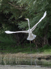 Great white egret