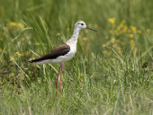 Black-winged stilt