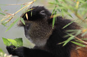 Golden monkey