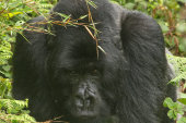 Mountain gorilla