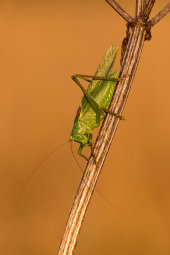 Great green bush-cricket