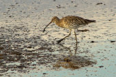 Curlew
