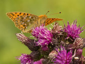 Dark Green Fritillary