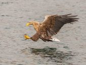 White-tailed sea eagle