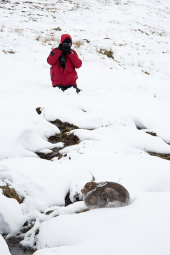 Photographing Mountain hare