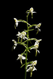 Greater butterfly orchid