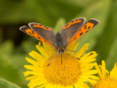 Small copper