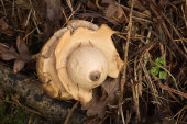Collared earthstar