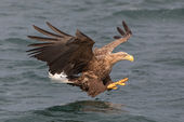 White-tailed sea eagle