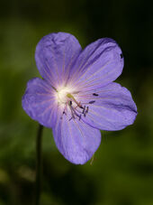 Meadow cranesbill