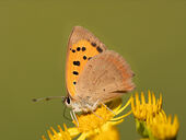Small copper