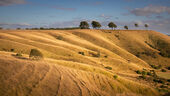 Roundway Down