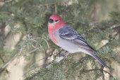 Pine Grosbeak