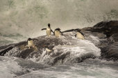 Rockhopper penguins