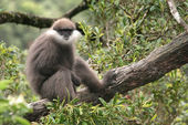 Purple-faced leaf monkey