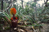 Kinabalu pitcher plant