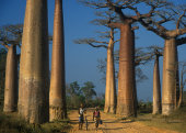 Avenue of the Baobabs