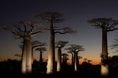 Avenue of the Baobabs