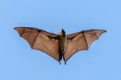Madagascar flying fox