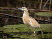 Squacco heron