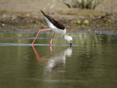 Black-winged stilt