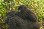 Mountain gorilla