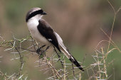 Grey backed fiscal shrike
