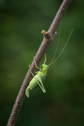 Speckled Bush Cricket