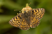 Glanville fritillary
