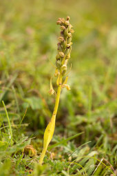 Frog orchid