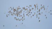 Curlew