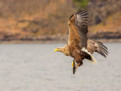 White-tailed sea eagle