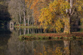 Tulip Tree and Grotto
