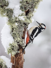 Great spotted woodpecker