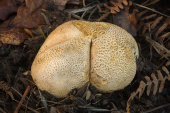 Common earthball
